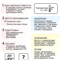 Гладиолус Низкорослый "Лас-Вегас", луковица цветов в пакете с перфорацией, р-р 10+, 7 шт.