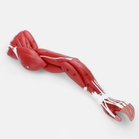 Макет "Рука, мышечное строение" 38см Макет "Рука, мышечное строение" 38см