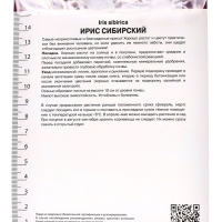 Ирис сибирский Шугар Раш, р-р I, 1 шт, Весна 2025
