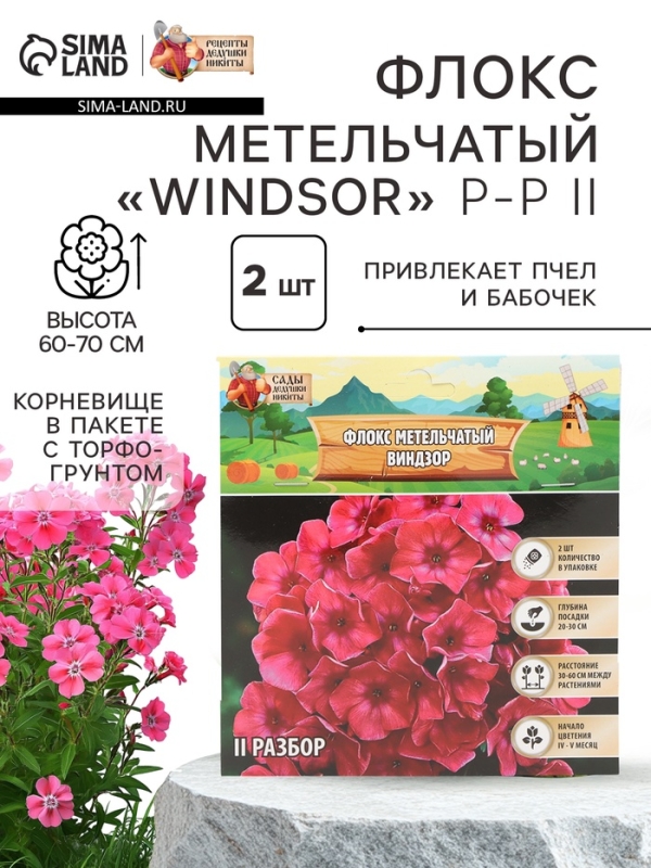 Флокс метельчтый Windsor корневище в пакете с торфогрунтом, р-р II, 2 шт.