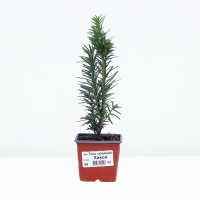 Тисс средний "Хикси", Р9, 1шт, h 3-20 см, Осень 2024