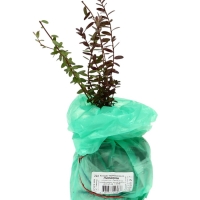 Клюква крупноплодная (Серия Северный Сад) "Пилигрим" 1 шт, туба, Весна 2025