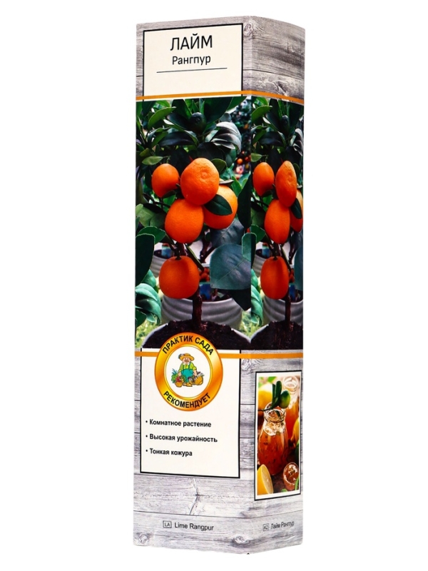 Цитрус "Лайм Рангпур", туба, 1 шт, Весна 2025