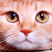 Антистресс-подушка, кошка &laquo;Рыжий&raquo;