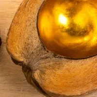 Чаша из кокоса, 22х24,5х9 см, коричнево-золотой