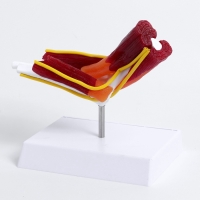 Макет "Локтевой сустав с мышечной тканью и связками" 21см Макет "Локтевой сустав с мышечной тканью и связками" 21см