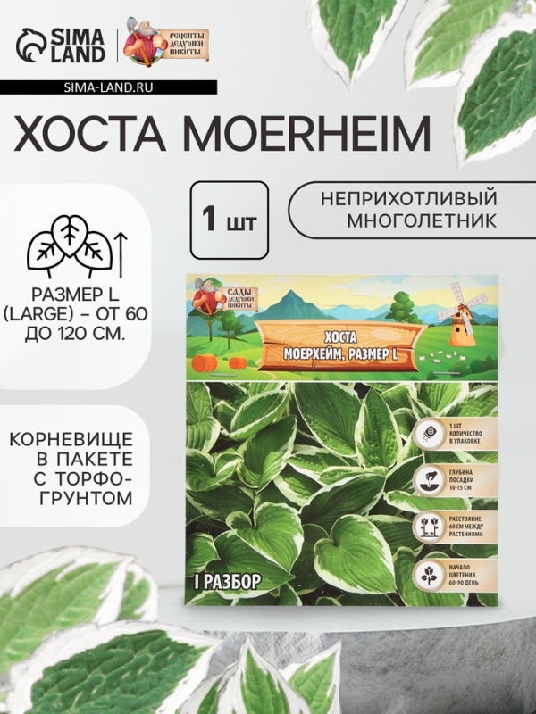 Хоста Moerheim, корневище в пакете с торфогрунтом, р-р I, размер L,1 шт.