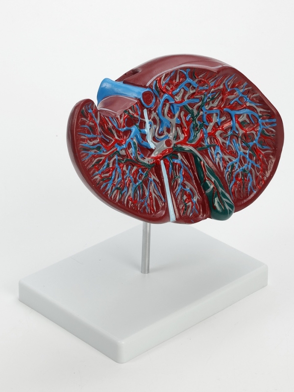 Макет "Печень в разрезе"