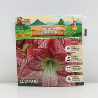 Амариллис Flamenco Queen, многолетник, луковица, р-р 22/24, 1 шт.