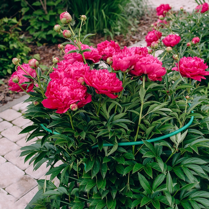 Кустодержатель, d = 40 см, h = 60 см, ножка d = 1 см, металл, набор 2 шт., зелёный Кустодержатель, d = 40 см, h = 60 см, ножка d = 1 см, металл, набор 2 шт., зелёный