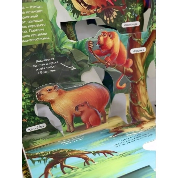 Энциклопедия &laquo;Джунгли&raquo;, книжка-панорамка, POP UP