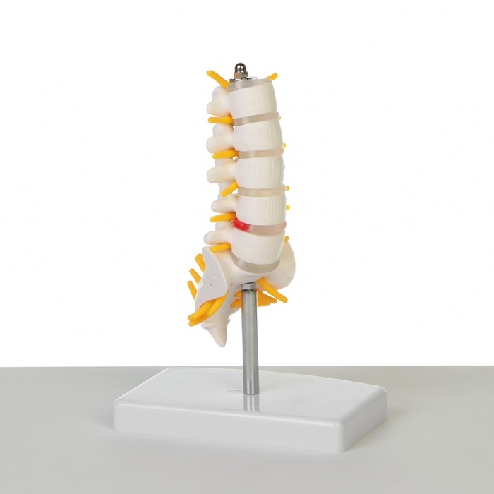 Макет "Поясничный отдел позвоночника" 18*12*8см
