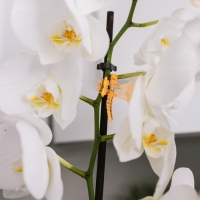 Клипса для растений &laquo;Стрекоза&raquo;, набор 10 шт., МИКС, Greengo