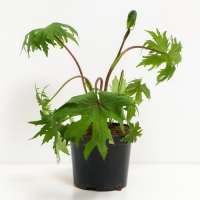 Бузульник Пржевальского, С3 горшок, Н10-50 высота, 1 шт, Осень 2024