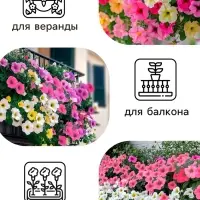 Семена   Петуния "Роза и лимон" F1 крупноцветковая ампельная, смесь окрасок , 10шт