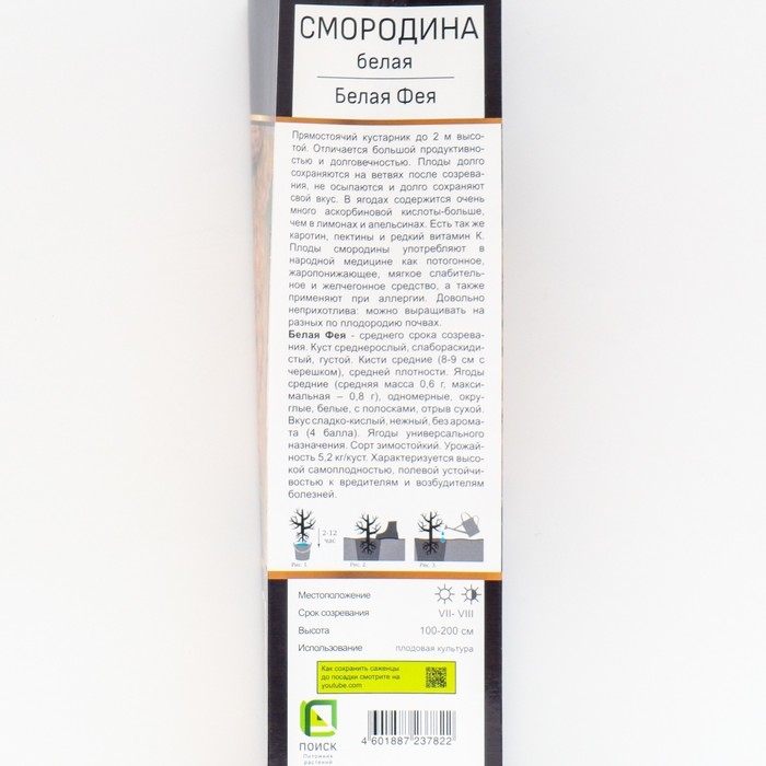 Смородина белая &laquo;Белая Фея&raquo;, перспективные сорта, саженец, 1 шт., туба