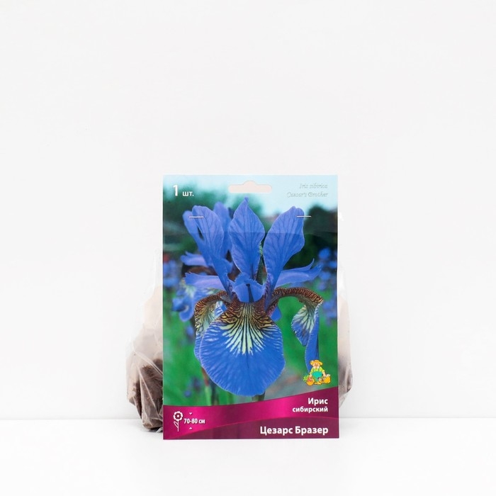 Ирис сибирский "Цезарс Бразе", 1 шт, р-р I, Весна 2025