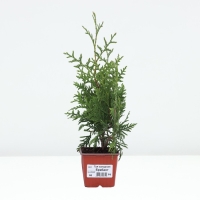 Туя западная &laquo;Брабант&raquo;, саженец, хвойный, Р9, 1 шт., h=3-20 см