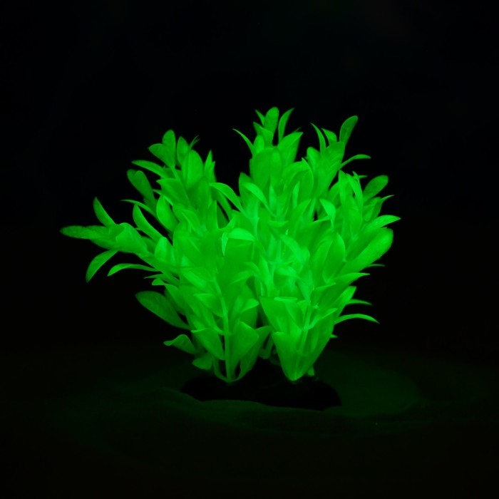 Растение искусственное аквариумное, светящееся, 10 см, зелёное Растение искусственное аквариумное, светящееся, 10 см, зелёное