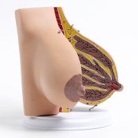 Макет "Женская грудь в разрезе" 18*13*13см Макет "Женская грудь в разрезе" 18*13*13см