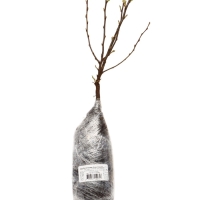 Кизильник блестящий, саженец, декоративный, 1 шт., туба