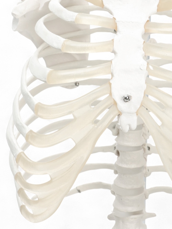 Макет "Поясничный отдел позвоночника, тазобедренный сустав" 40*26см