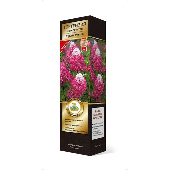 Гортензия метельчатая Люкс «Фрайз Мелба» саженец декоративный, цветущий, 1 шт., туба Гортензия метельчатая Люкс «Фрайз Мелба» саженец декоративный, цветущий, 1 шт., туба