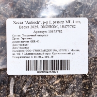 Хоста "Antioch", р-р I, размер ML,1 шт, Весна 2025, ЭКОНОМ,