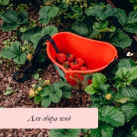 Ёмкость для сбора ягод, 3 л, &laquo;Красная смородина&raquo;, красная