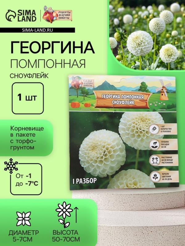 Георгина Помпонная &laquo;Сноуфлейк&raquo;, клубелуковица в упаковке, р-р см, I, 1 шт.