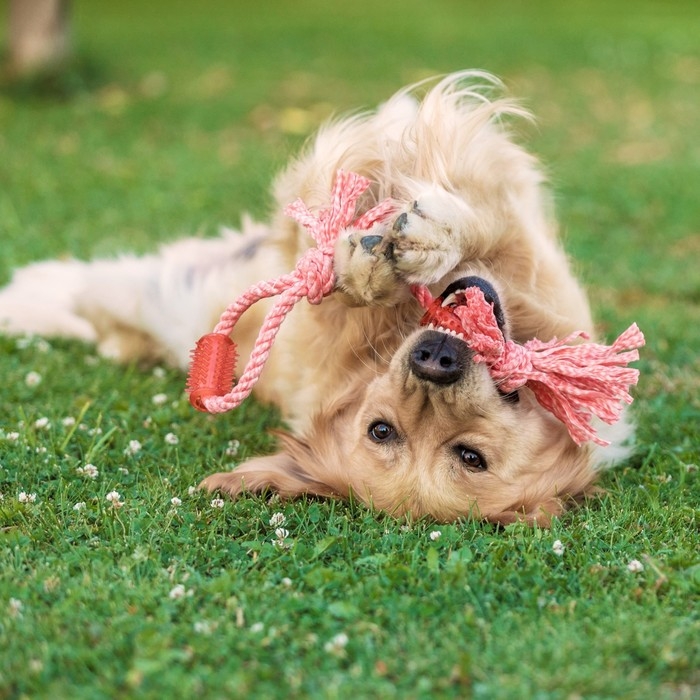 Игрушка канатная с жевательными элементами "Зубочистка", 45 см, микс цветов