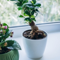 Горшок для цветов, d = 12,5 см, 1 л, пластик, белый