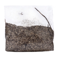 Хоста "American Halo", р-р I, размер L,1 шт, Весна 2025, ЭКОНОМ,