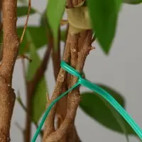 Проволока подвязочная, 10 см, в наборе 100 шт., зелёная, Greengo