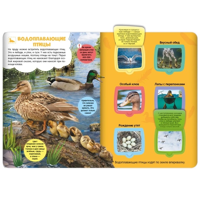 Книжка с окошками &laquo;Луг и пруд&raquo;