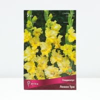 Гладиолус гофрированный &laquo;Лемон Три&raquo;, луковица цветов в пакете с перфорацией, р-р 12/14, 5 шт.