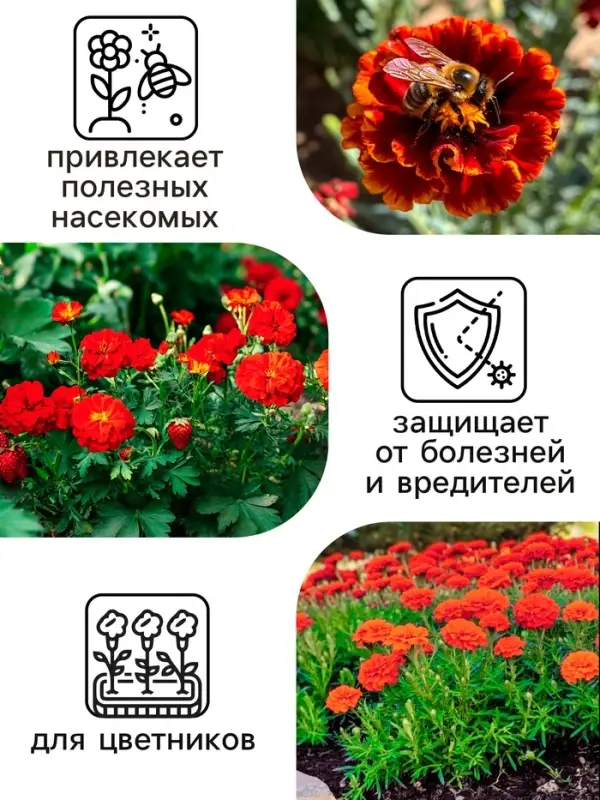 Семена цветов Календула махровая "Ред виз блэк центр", 0,3 г