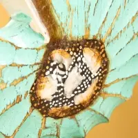 Набор сувенирный "Раковины" дерево (h - 35.30 и 25 см), цв. бирюзовый