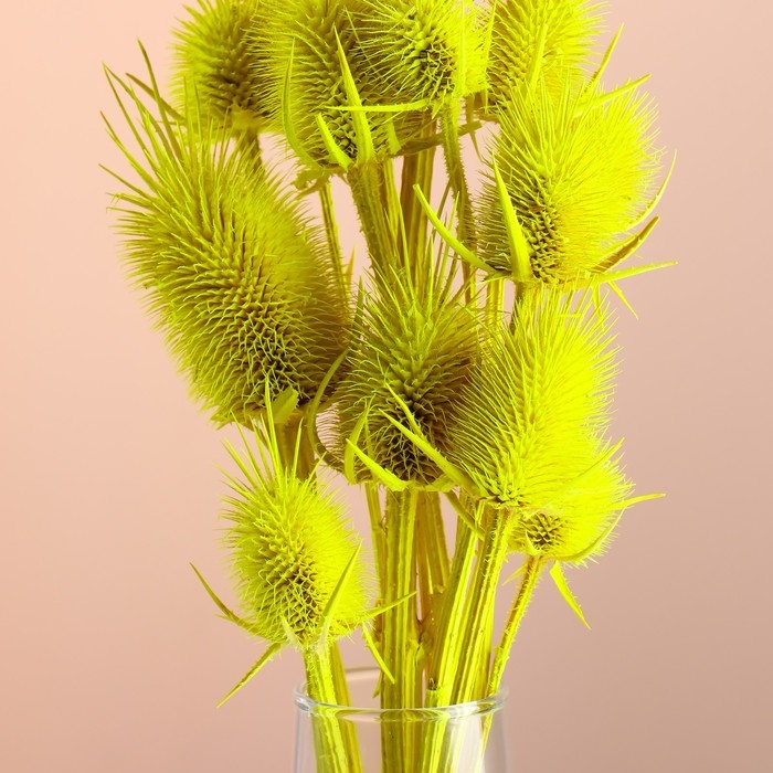 Набор сухоцветов "Ворсянка", банч 7-8 шт, длина 50 (+/- 6 см), ярко-желтый