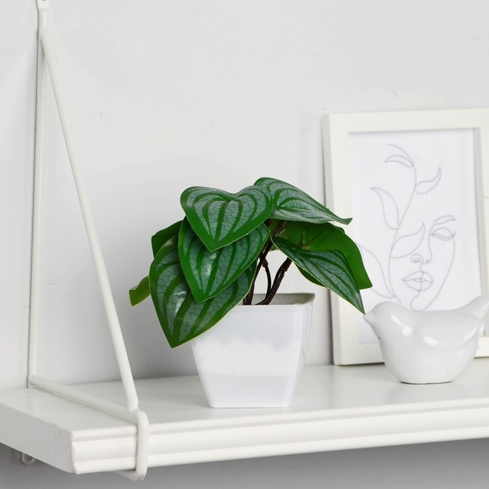 Бонсай в горшке Бонсай в горшке "Пеперомия" 7х13 см