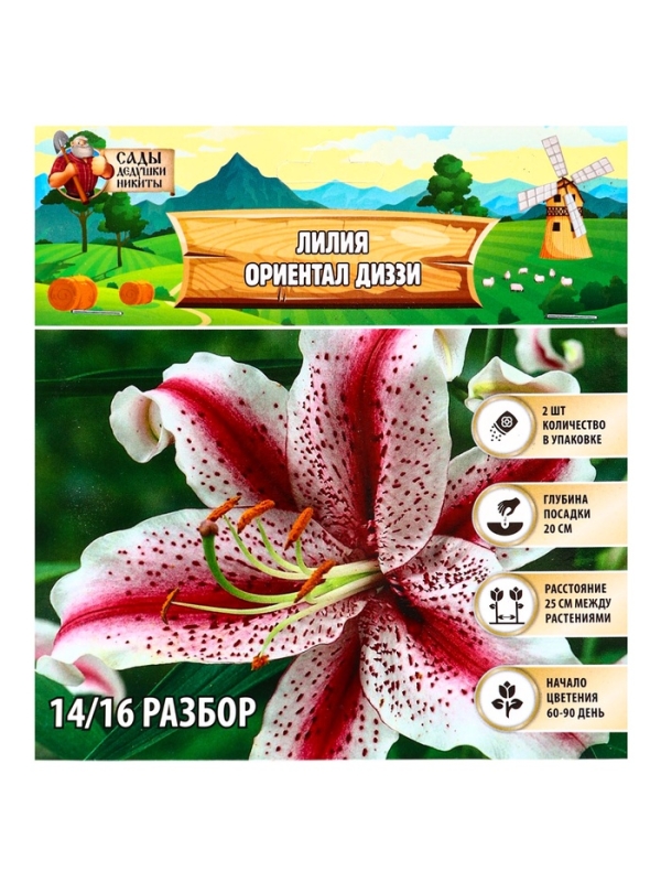 Лилия &laquo;Ориентал Диззи&raquo;, луковица в пакете с перфорацией, р-р 14/16, 2 шт.