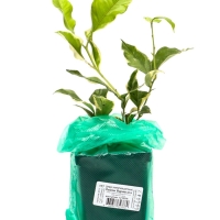 Цитрус "Лимон Вариегата", туба, 1 шт, Весна 2025