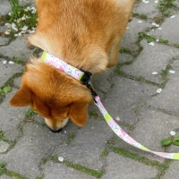 Поводок &laquo;Сочное настроение&raquo;, 2.5 см, 2 м