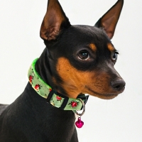 Ошейник "Цветочный вайб", 40 х 1,5 см, зелёный