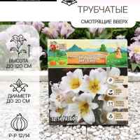 Лилии Трубчатые смотрящие вверх White Planet, луковица в пакете с перфорацией, р-р 12/14, 2 шт.