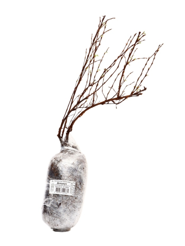 Лапчатка кустарниковая (Серия Северный сад) "Дейдаун" 1 шт, туба, Весна 2025