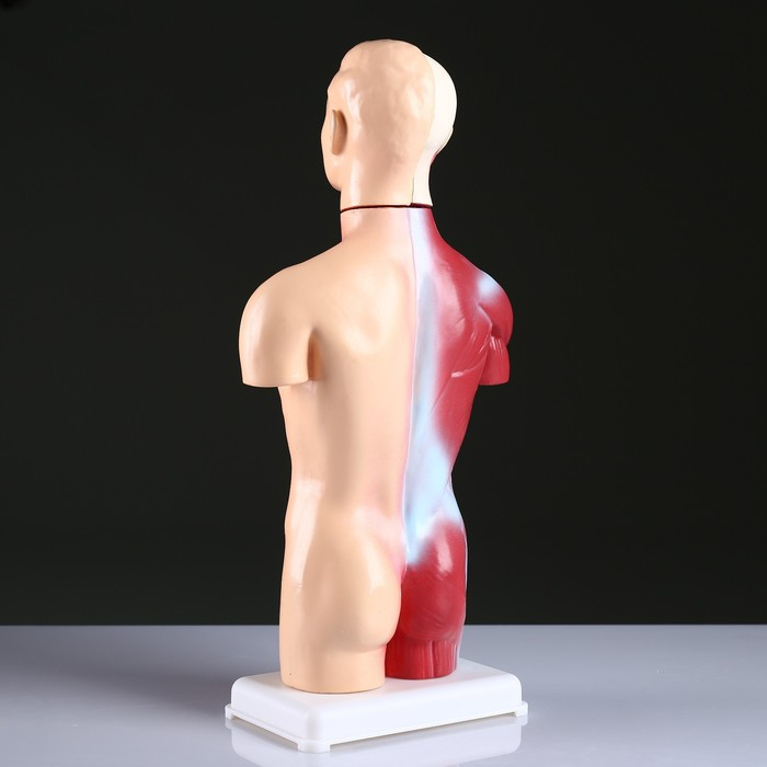 Макет Макет "Торс человека" 42 см