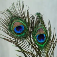 Перо павлина для декора, набор 3 шт., размер 1 шт. &mdash; от 25 до 30 см