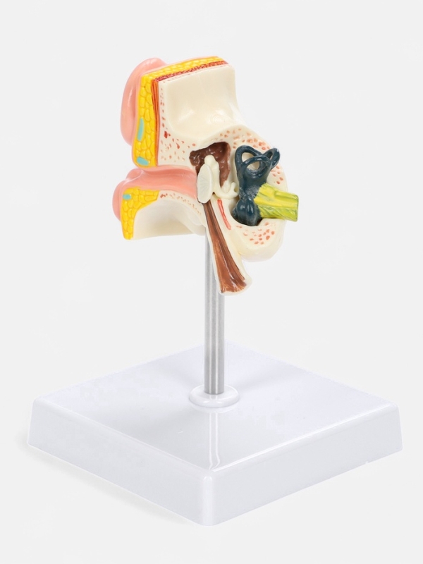 Макет "Ухо в разрезе" 9*7*4см