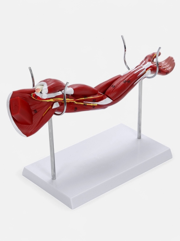 Макет Макет "Рука, мышечное строение" 38см